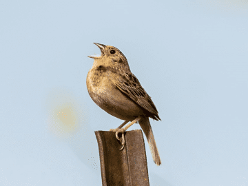 How To Attract Birds With Sounds