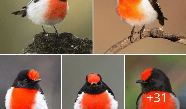 Unveiling the Splendor of the Red-Capped Robin
