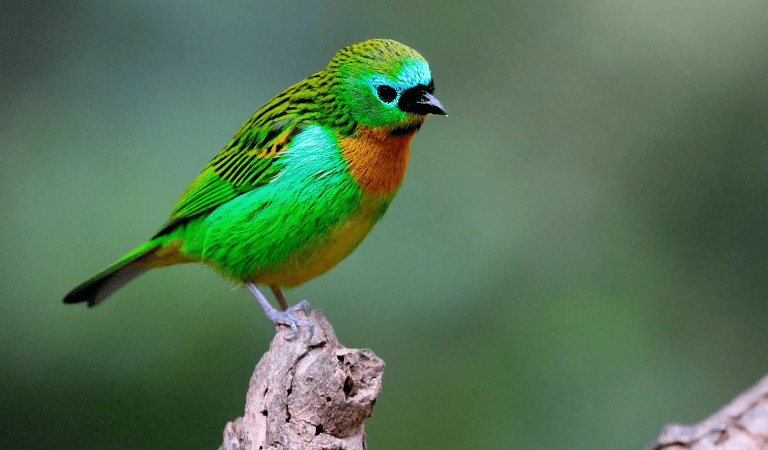 Unveiling the Beauty of the Brassy-Breasted Tanager